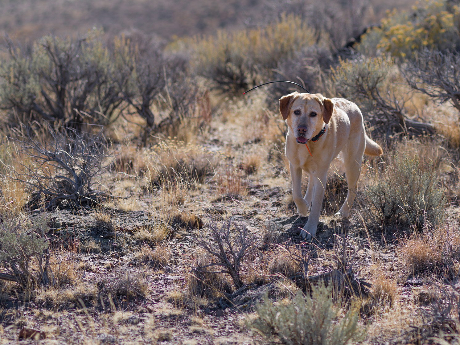 Arizona Takes Legislative Action on Hunting Dog Protections