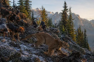 Best Breeds for Mountain Lion Hunting