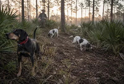 Cur Dogs vs Hounds for Hog Hunting