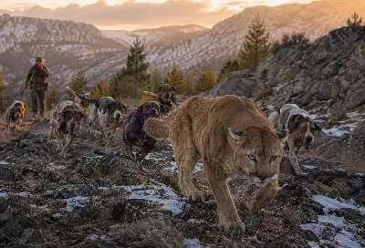 Pack Strategy in Lion Hunts