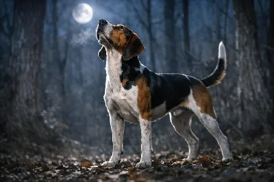 Treeing Walker Coonhound Breed Guide